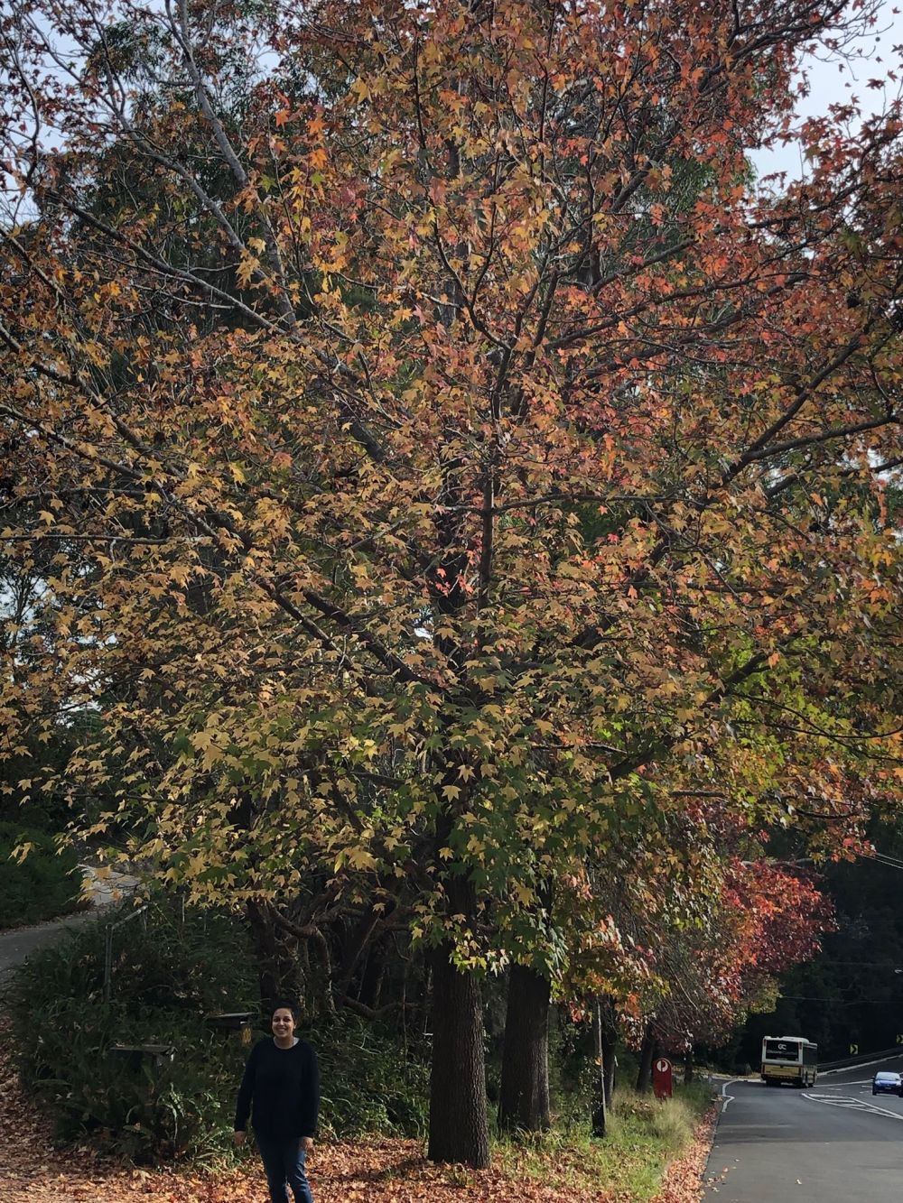 60909562_2167513743334041_6917803252712996864_n