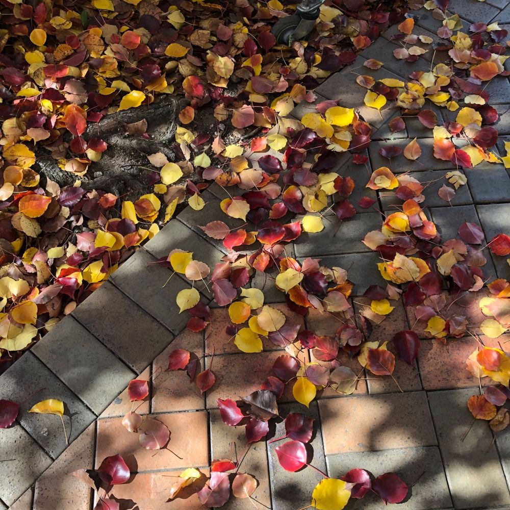 61666655_1039307686457589_1665000095847809024_n